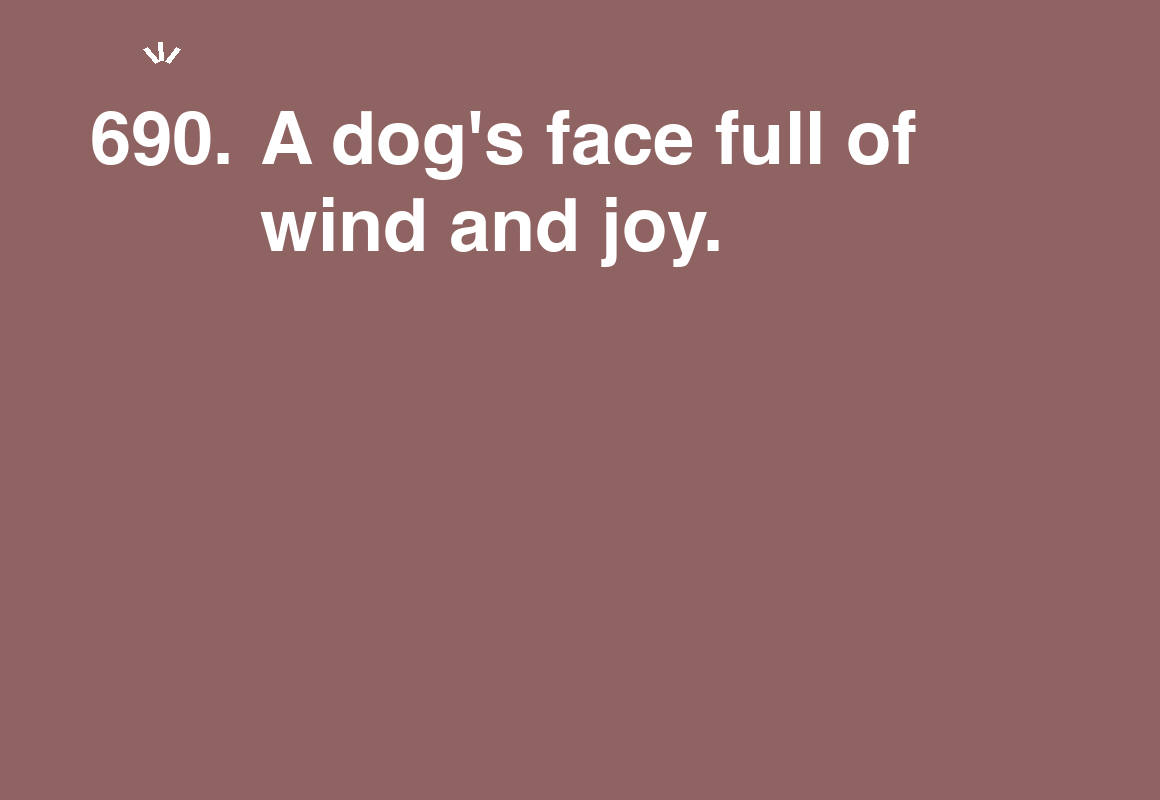 A dog's face full of wind and joy. — card 690 of the 1000 little things list